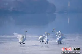 兰州市西固区：做好黄河文章 凝聚发展动能图片