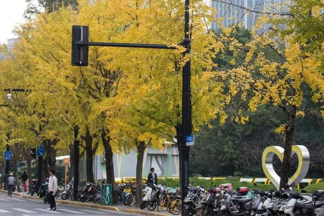 长宁最全银杏打卡点来啦，还有“宁宁”的私藏点位哦～【看“宁”的】