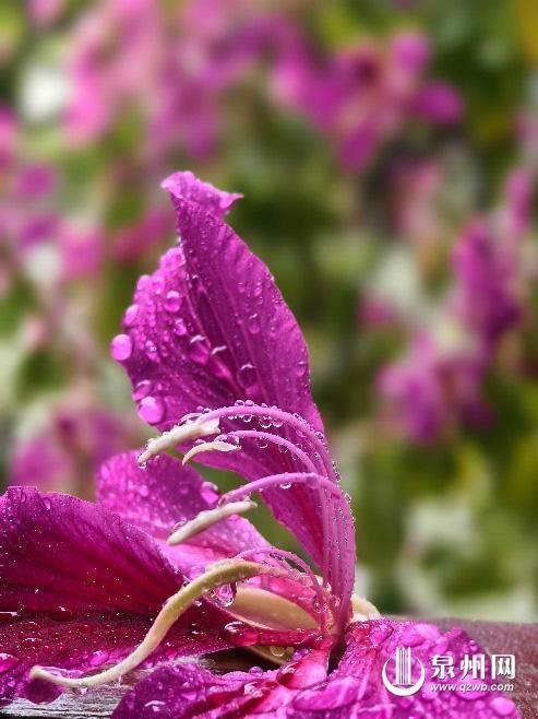 独属于泉州的浪漫“花季”：冷雨过后 花瓣成画