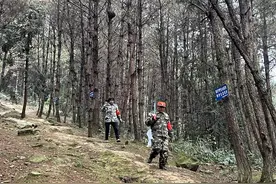 四川华蓥山护林夫妻的林海深情：我们变老，它们变好！丨新春走基层图片