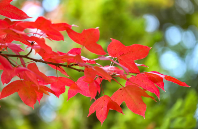 大观河畔滇朴金黄、黑龙潭公园枫叶火红……昆明街头秋色浓