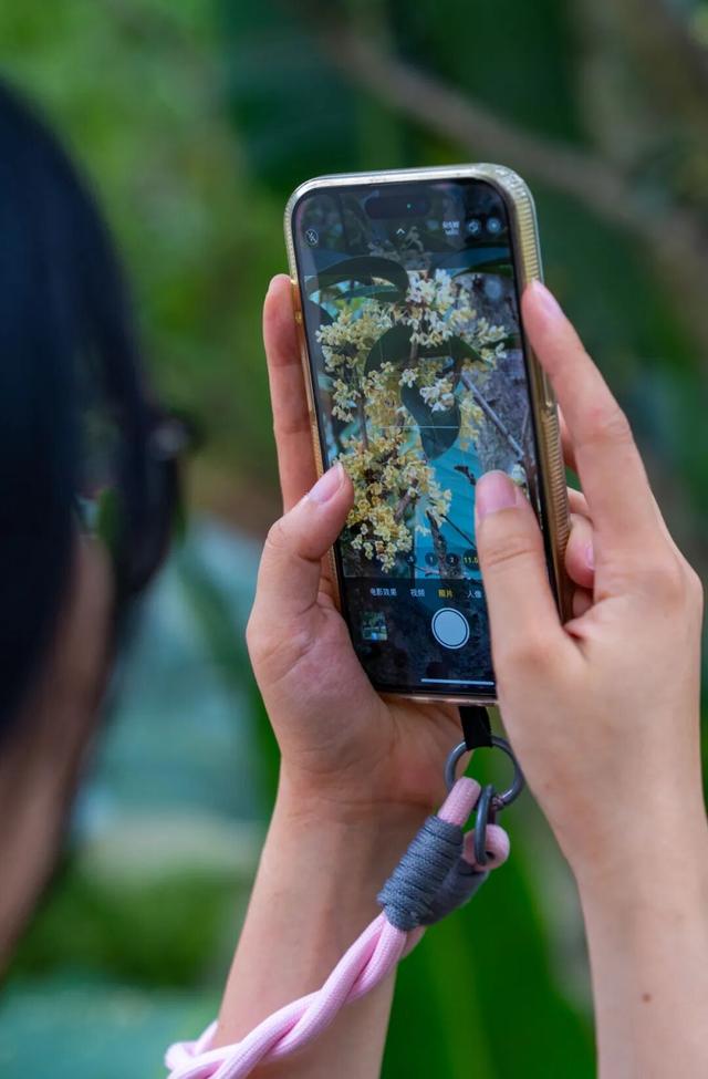 包出片的~城厢古城桂花打卡计划，走起→