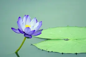 美文丨石川：有一种美丽，叫自信图片