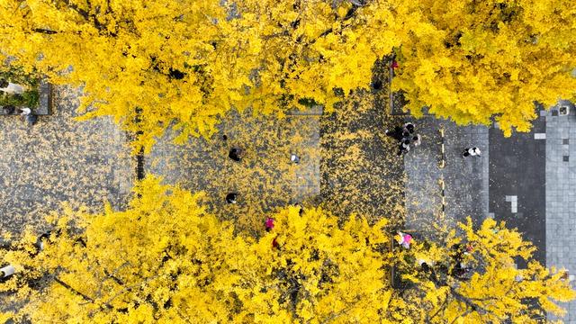 观山湖区:绿脉织城 四季变幻 绘就宜居新画卷