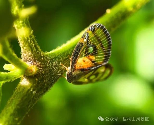 欢迎来到疯狂动物城·罗湖分城