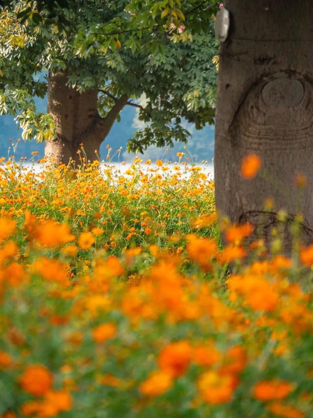 广州市区上万平方米“金色花海”，进入最佳观赏期