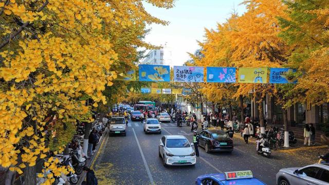 太出片了！昆明文林街变身浪漫银杏大道