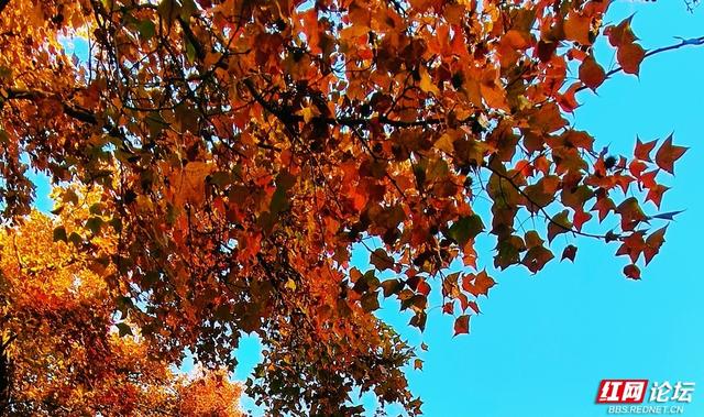 【每日一图@湖南】层林尽染，游人如织，湖南省植物园开启最美“枫”景季