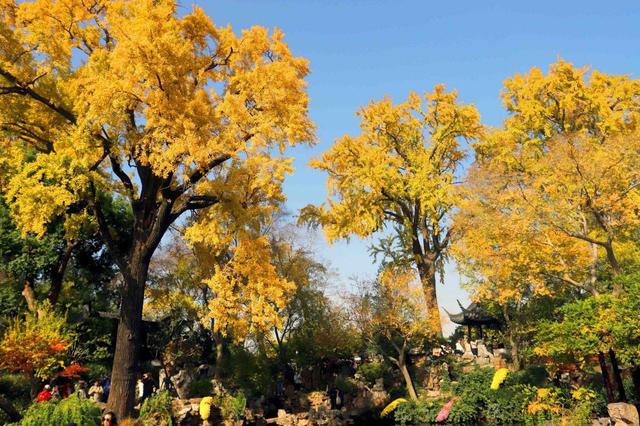 江苏苏州：游姑苏留园 赏金色银杏