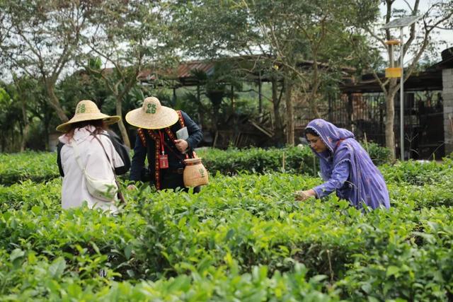人民网多语种记者走进白沙 感受茶文化与黎族风情魅力