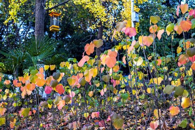 周末，去“捡秋”！