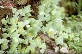 实景堪比特效！云南元江上亿蝴蝶大爆发图片