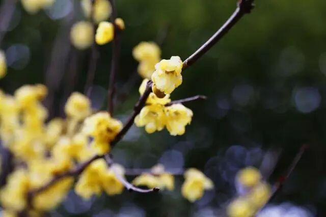 2026第一缕花香来了~上海这个公园蜡梅初绽！