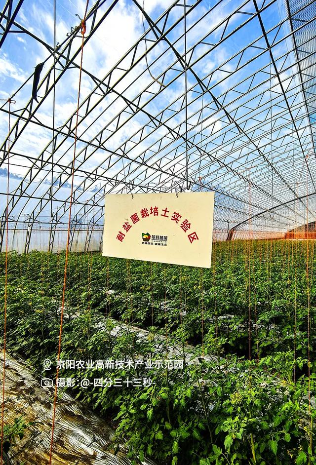 SVG|江北水城向“新”而行，文化“两创”一路生花#海岱文化谱新篇#