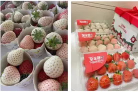 这样的草莓，劝你不要买！一文了解图片