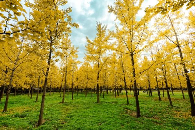 又是一年秋好处