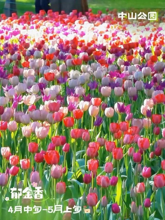 错过再等一年！北京这些地方马上“爆火”，打卡点来了——