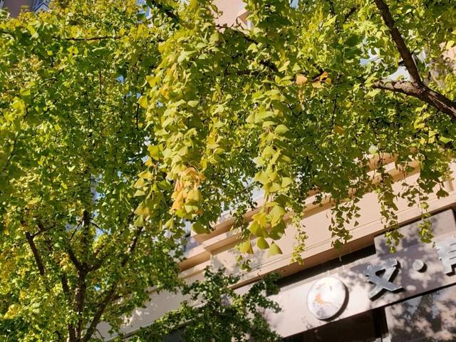 银杏渐黄，黄金城道即将进入“观赏季”→