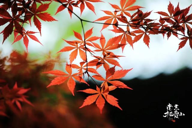 6号线！赶紧和栖霞山“奔现”吧！！