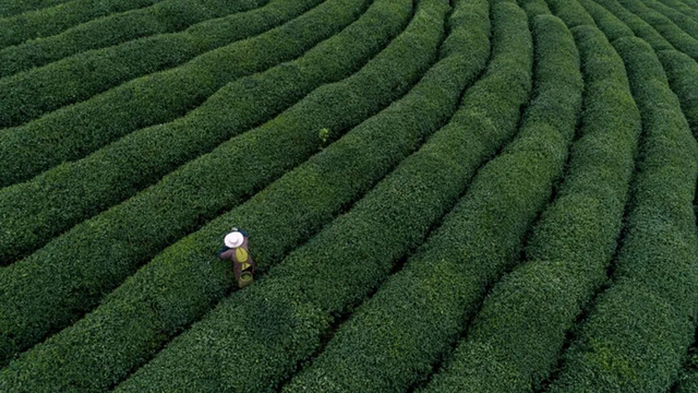 新茶饮赚疯了 卖茶叶的为啥挣不到钱？ | 超品洞察