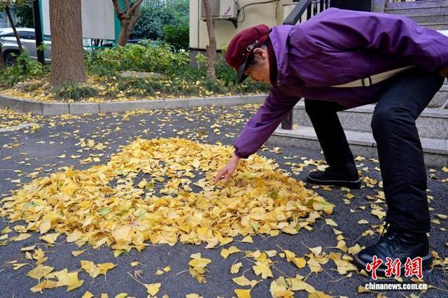 浙江杭州银杏金黄美如画 吸引市民游客打卡