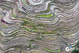 【高清组图】贵州从江：冬日梯田景如画图片