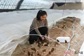 沙窝里长出羊肚菌图片