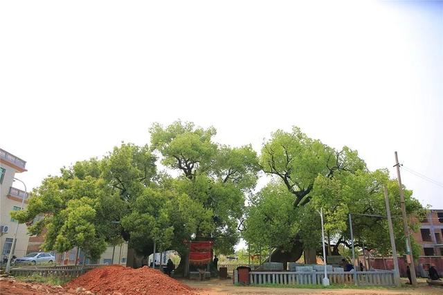 闽韵藏古木！一起来看福建这些“树界活文物”