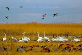 观鸟如何“不打扰”？保护站站长：切忌使用无人机低空拍摄图片