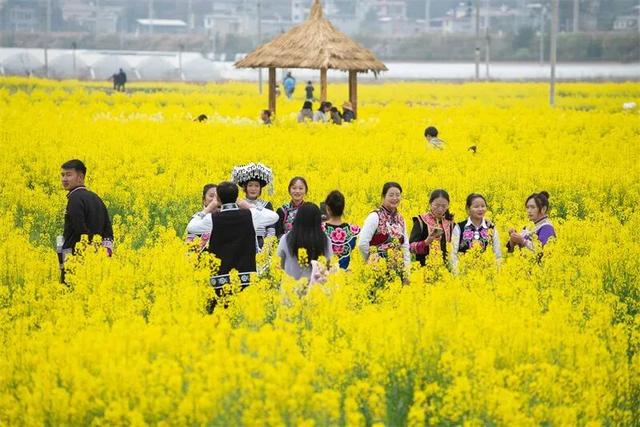 楚雄花开成海！你期盼的春天提前来了