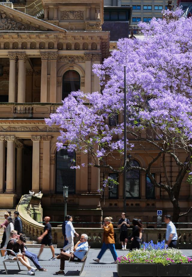 悉尼蓝花楹盛开