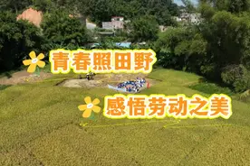 青春照田野 南海华附学农实践感悟劳动之美图片