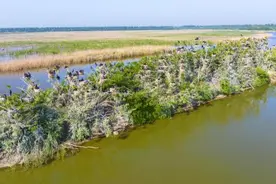 珍禽保护区首次观测到冬候鸟鸬鹚在本地繁殖图片