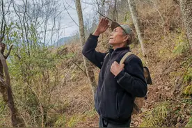 云南迪庆：守护“雪域精灵”滇金丝猴图片