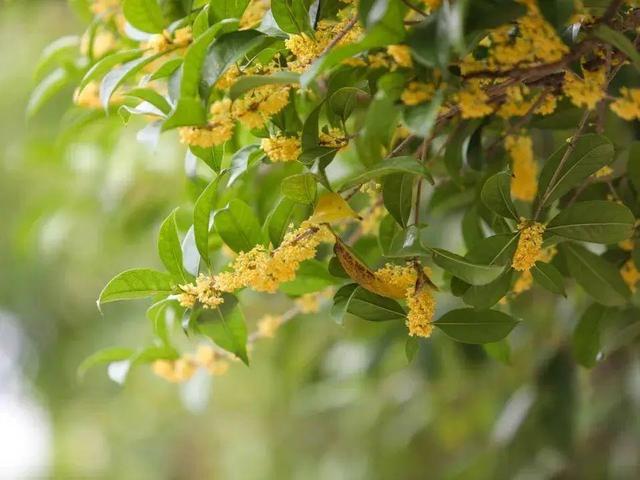 私藏！奉贤的秋，美到封神