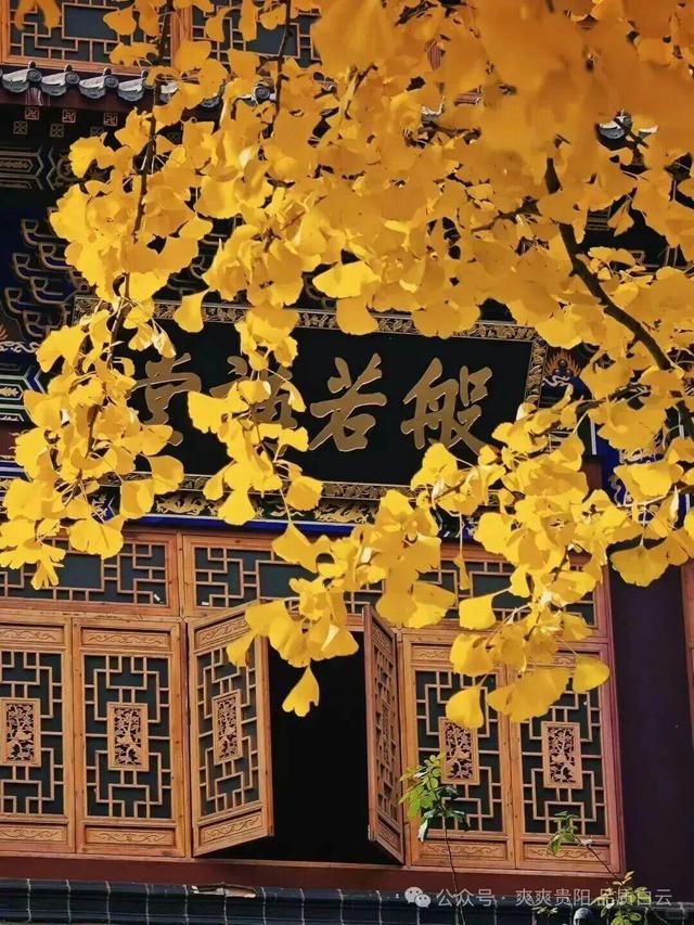 在白云！这个初冬阳光温暖，满是金黄！