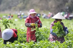 福建福清：西芹采收忙图片