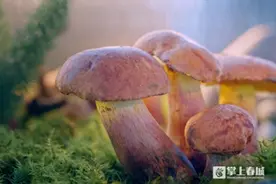 林深时见菌 味浓处是宴 晋宁菌宴正飘香图片