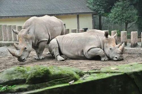 比电影还上头，重庆现实版“疯狂动物城”，超好逛！