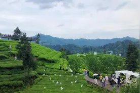 “且为茶香赴山野”——三峡茶旅小镇打造国风茶文化深度体验游魅力出圈图片