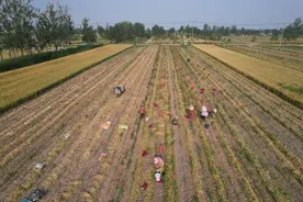 蒜农的“金蒜盘”图片