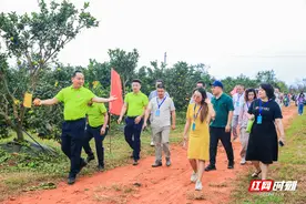 全国网媒行走进海垦福橙基地：品福橙清冽甘甜 看科技赋能农业图片