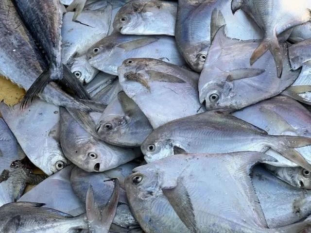 开海啦！青岛“抢鲜”攻略速收！
