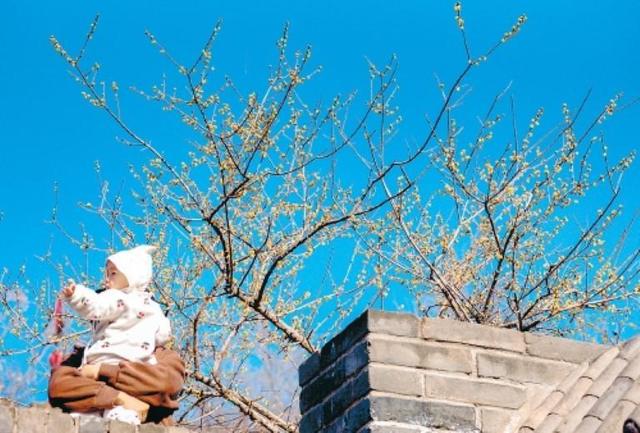 满城蜡梅裹香来 老城新巷尽诗意