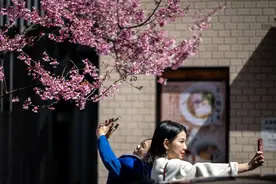（外代一线）东京：樱花盛开图片