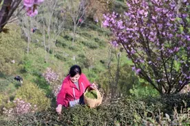 信阳新县：春暖茶飘香 茶农采茶忙图片
