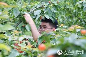 贵州海子村：“采摘经济”助农“甜蜜增收”图片