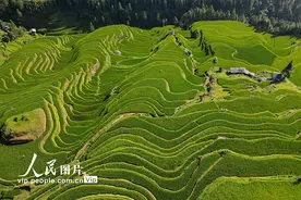 贵州从江：大暑时节梯田美图片