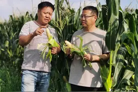 鲜食玉米一般只能掰3天，他家错时播种收俩月图片