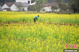 广西仫佬山乡：春花开 乡村美图片